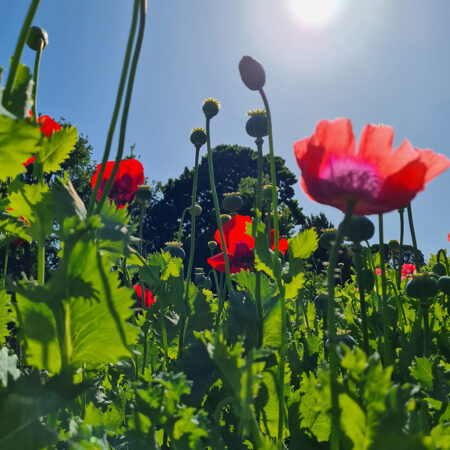 Semillas de Flores