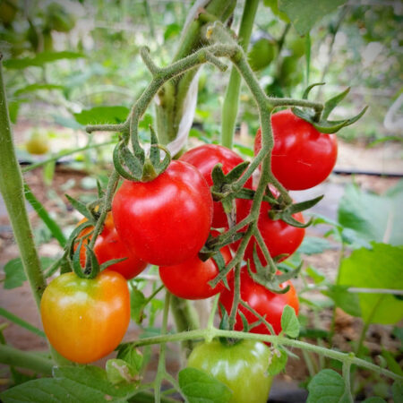 Semillas de Tomates y ajíes